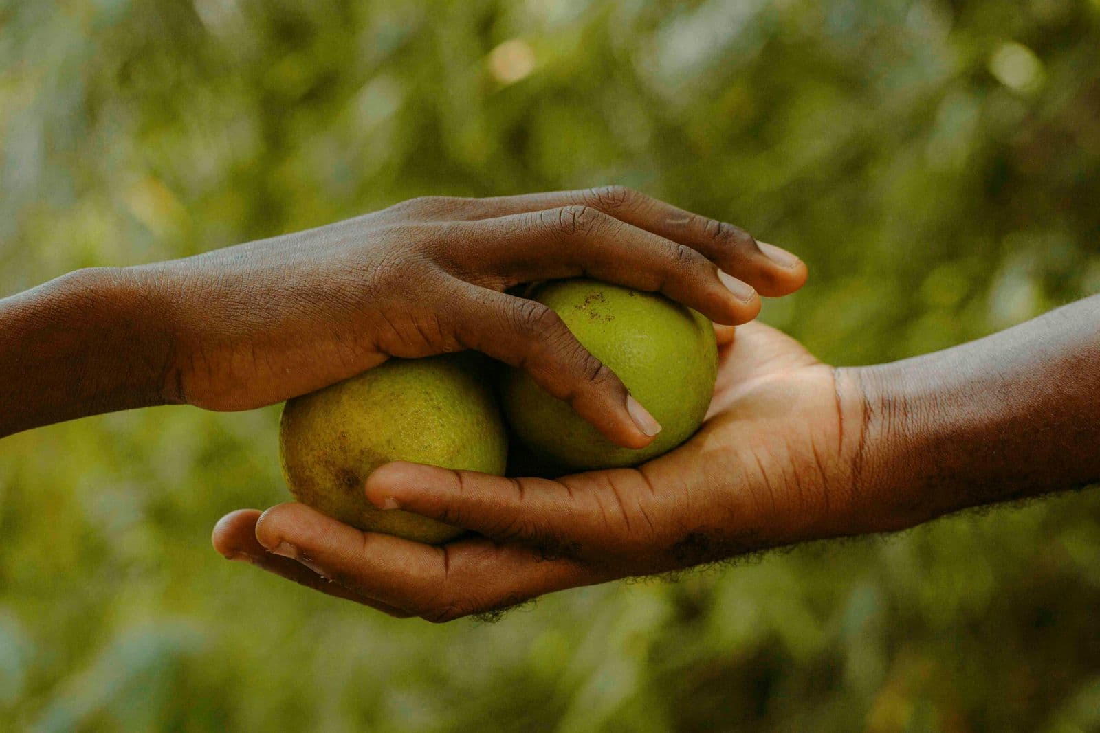 Two pairs of hands sharing a piece of fruit.